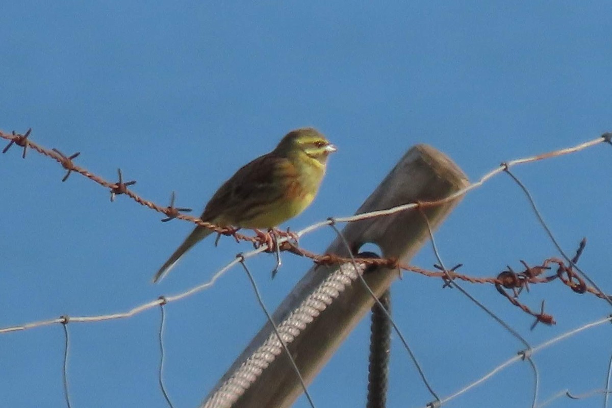 Cirl Bunting - ML646465191