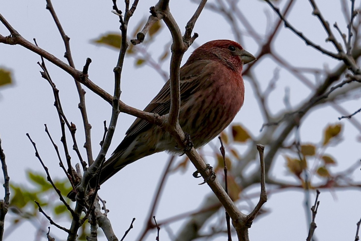 House Finch - ML646465192