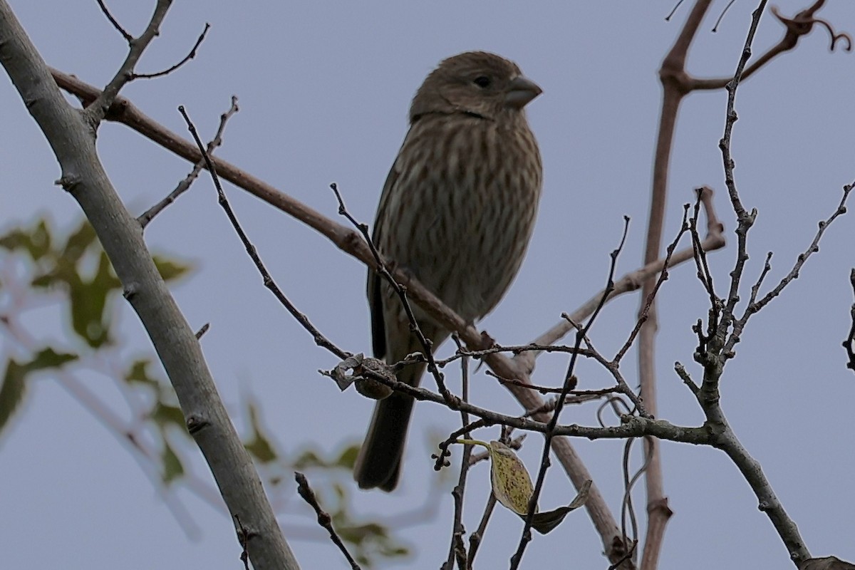 House Finch - ML646465193