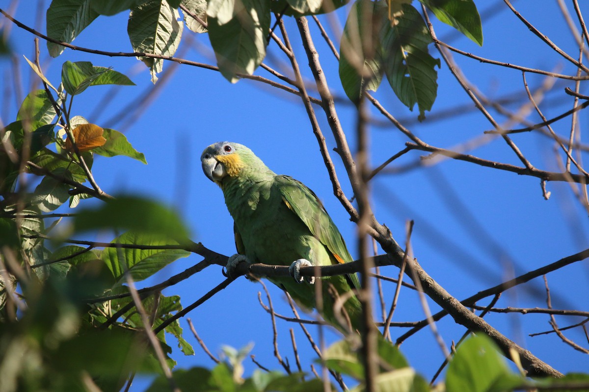 Orange-winged Amazon - ML646465194
