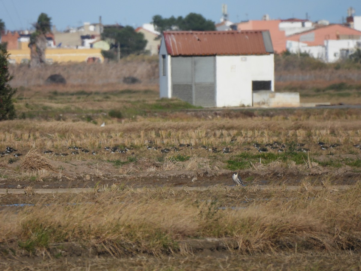 Peregrine Falcon - ML646465195