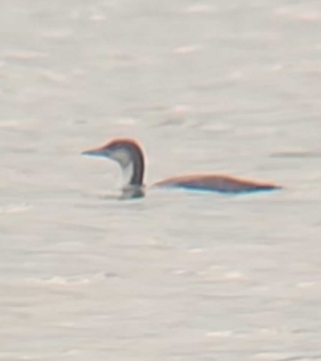 Plongeon du Pacifique - ML646465196