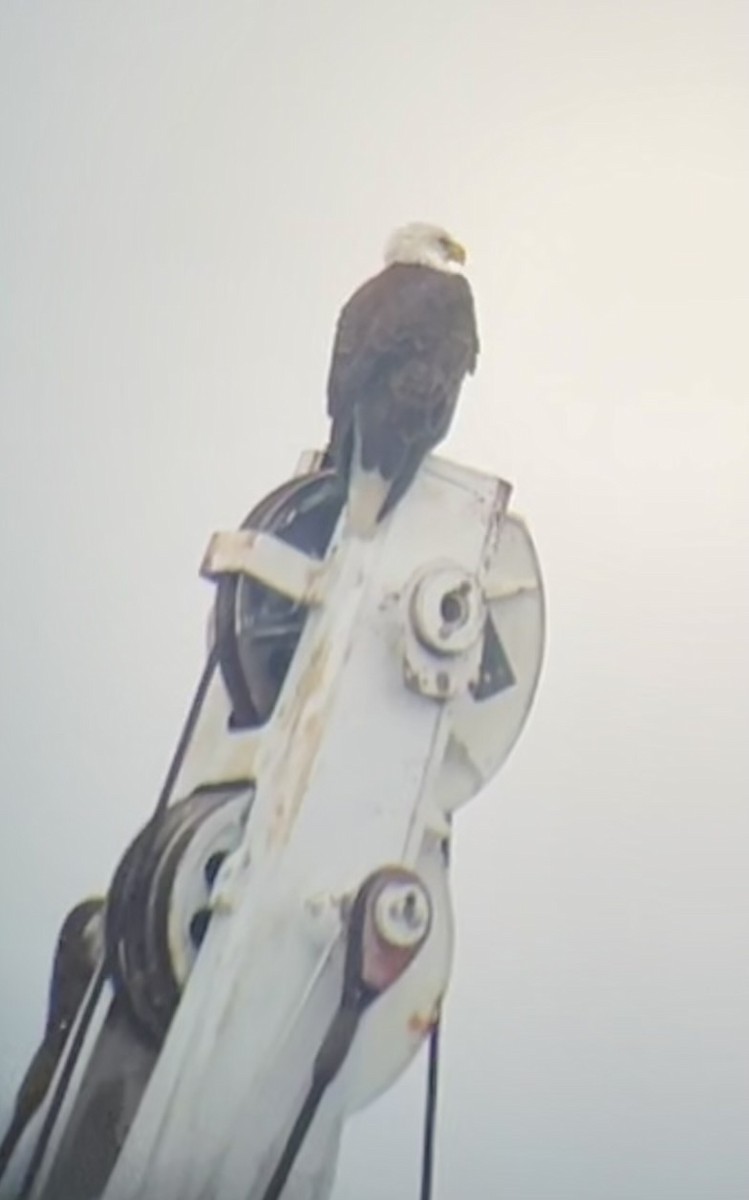 Bald Eagle - ML646465197