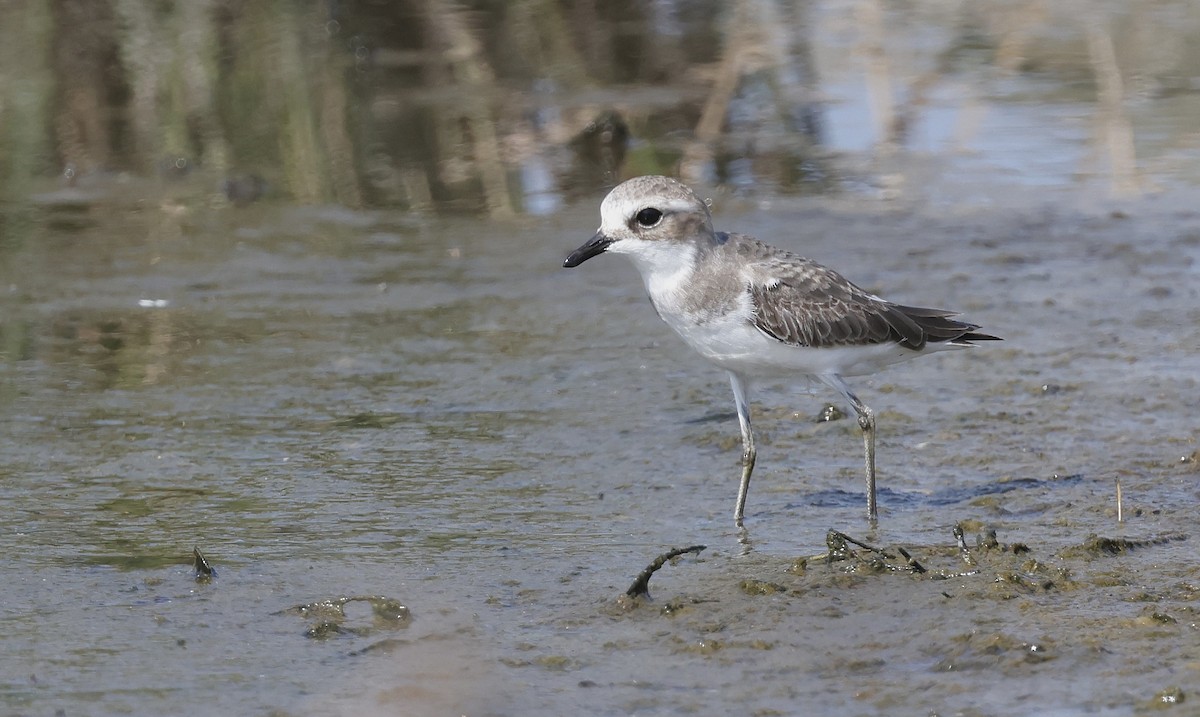 Tibet Cılıbıtı - ML646465200