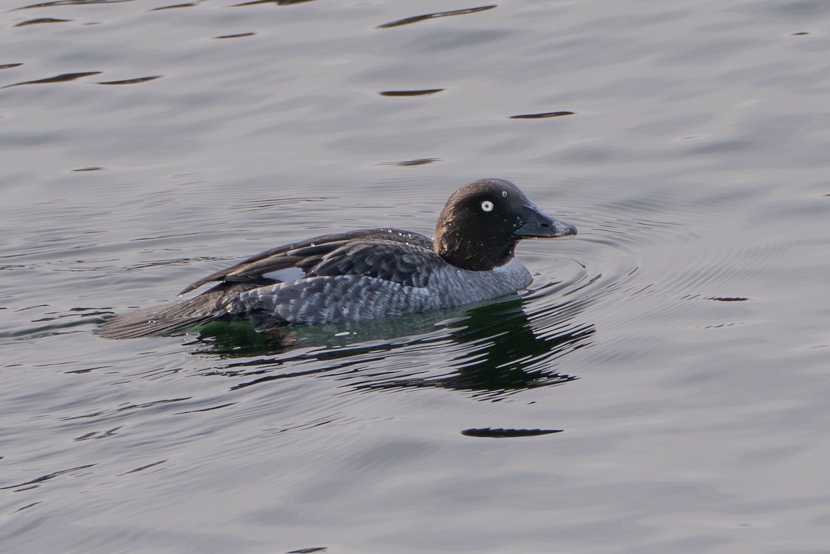 Common Goldeneye - ML646465204