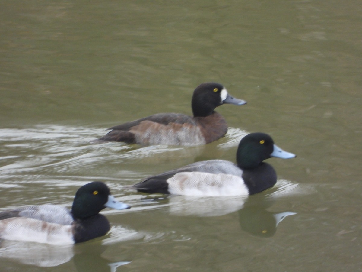 斑背潛鴨 - ML646465208