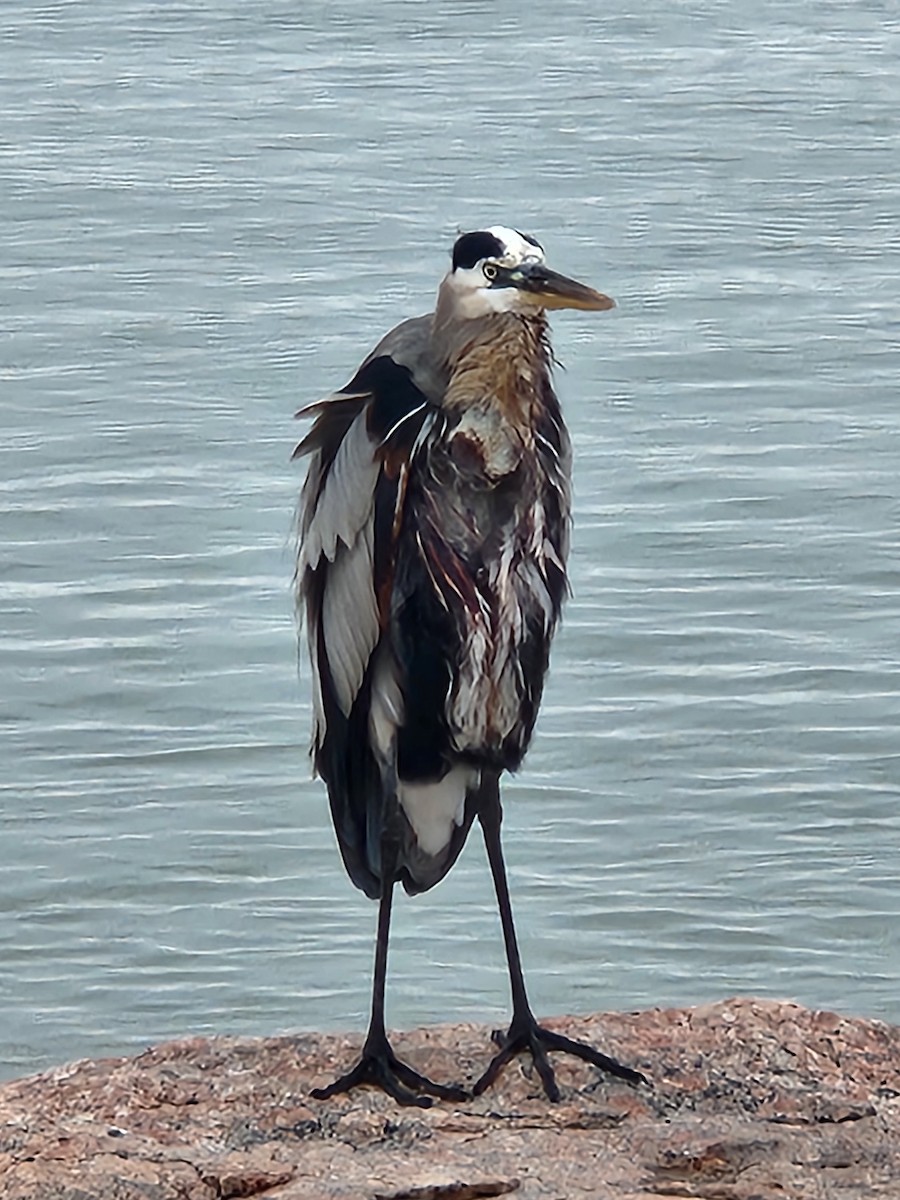 Great Blue Heron - ML646465209