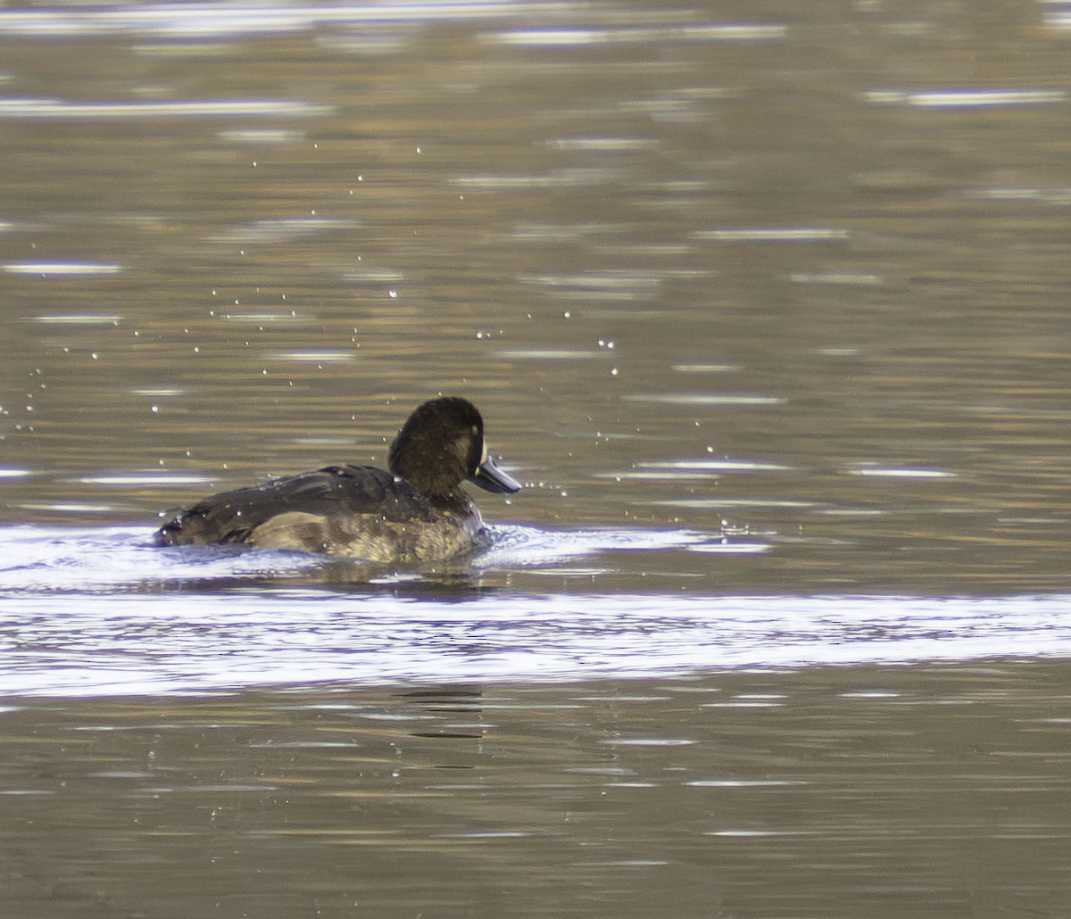 Lesser Scaup - ML646465214
