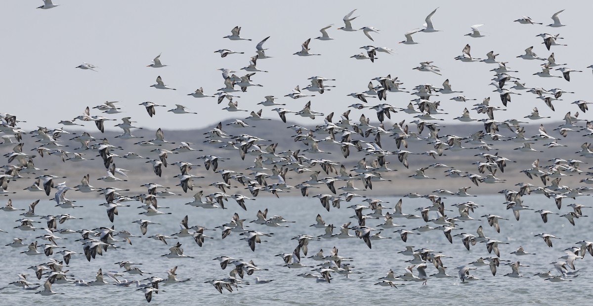 Crab-Plover - ML646465217