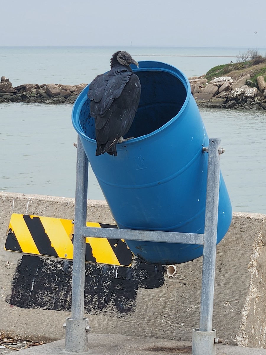 Black Vulture - ML646465220