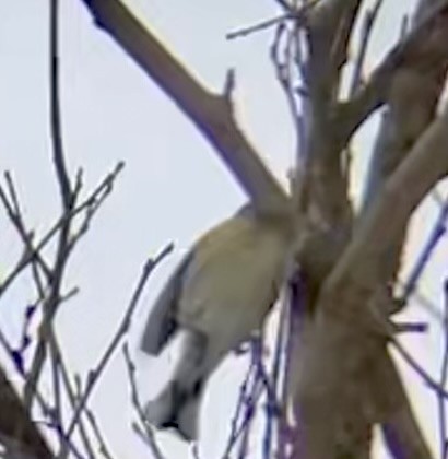 Yellow-rumped Warbler - ML646465223