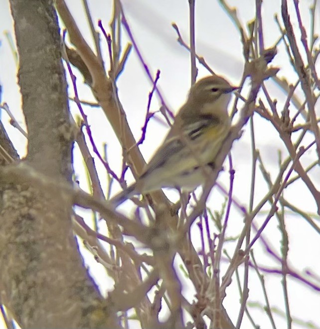 Yellow-rumped Warbler - ML646465224