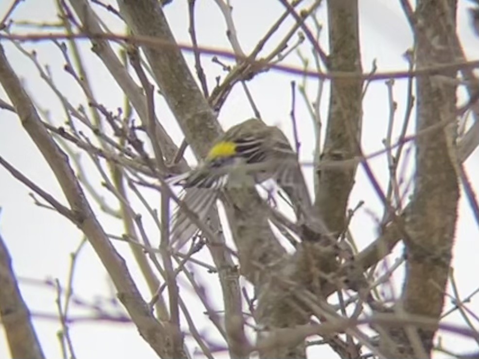 Yellow-rumped Warbler - ML646465225