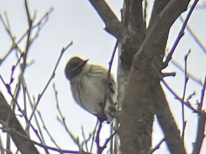 Yellow-rumped Warbler - ML646465226