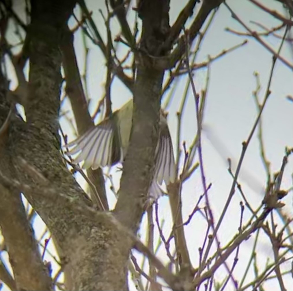 Yellow-rumped Warbler - ML646465227