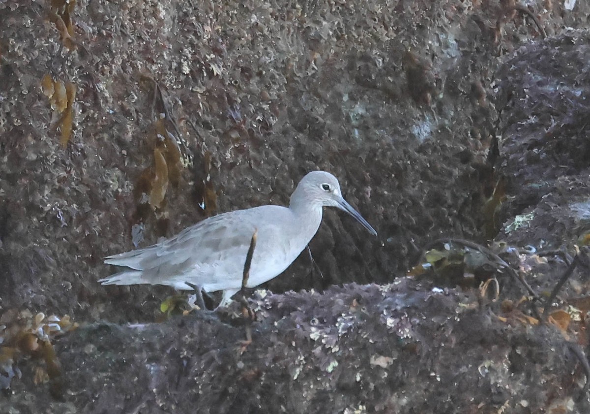 vodouš břehoušovitý - ML646465229