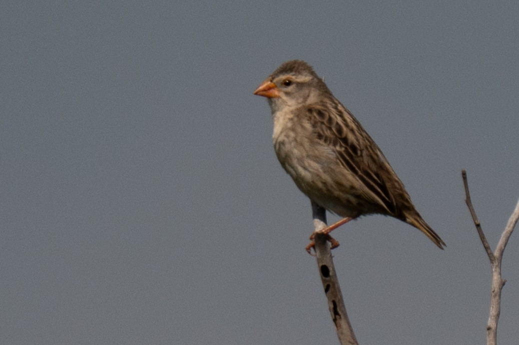 Red-billed Quelea - ML646465230