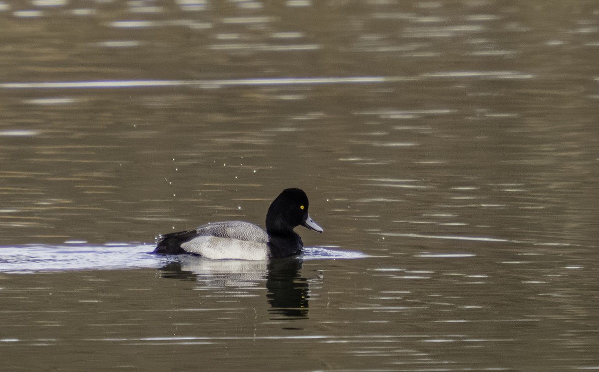 Lesser Scaup - ML646465231