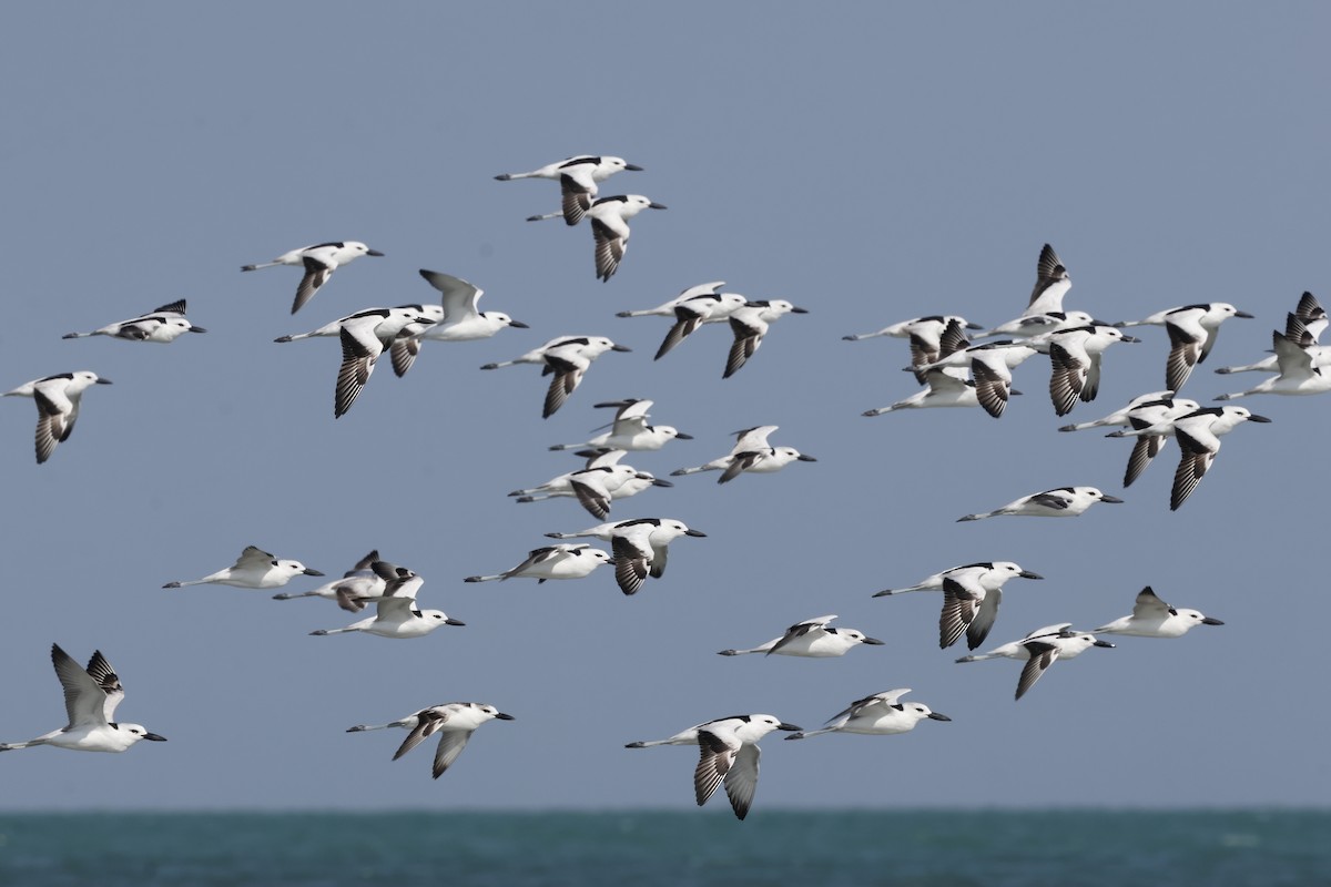 Crab-Plover - ML646465234