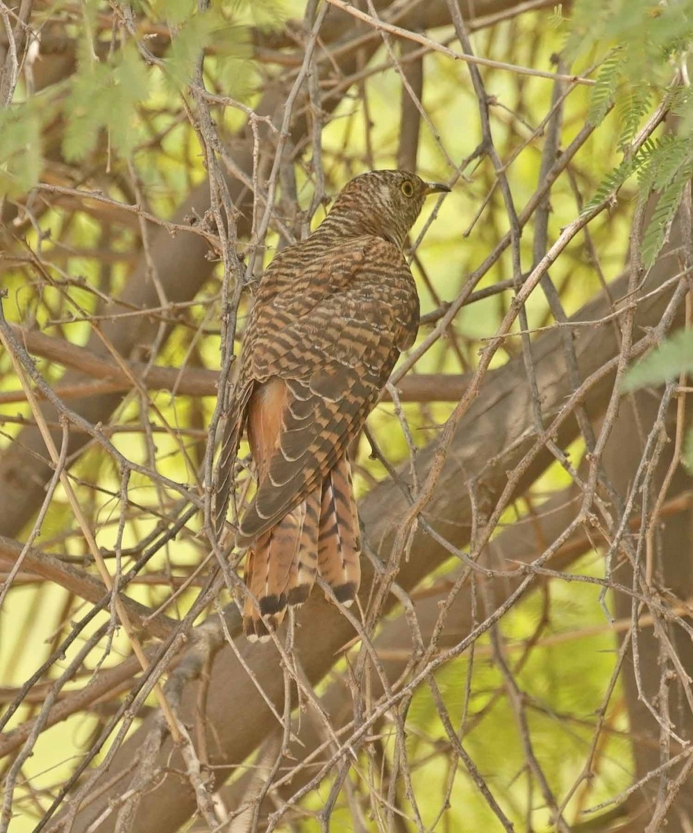 Эгэл хөхөө - ML646465237