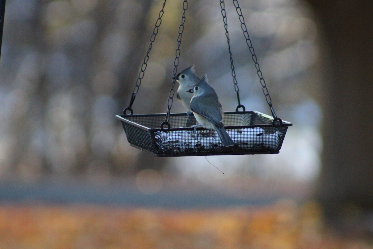 Tufted Titmouse - ML646465238