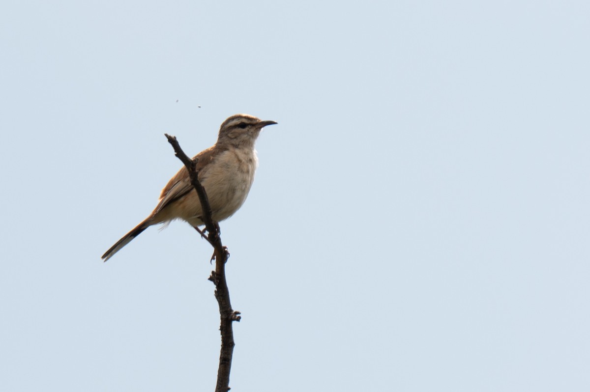 Kalahari Scrub-Robin - ML646465240