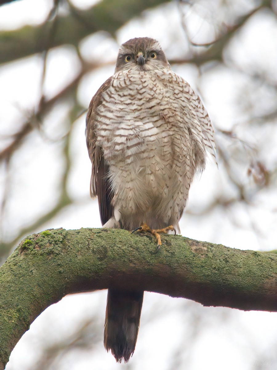 Eurasian Sparrowhawk - ML646465241