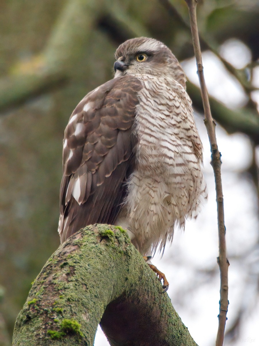 Eurasian Sparrowhawk - ML646465242