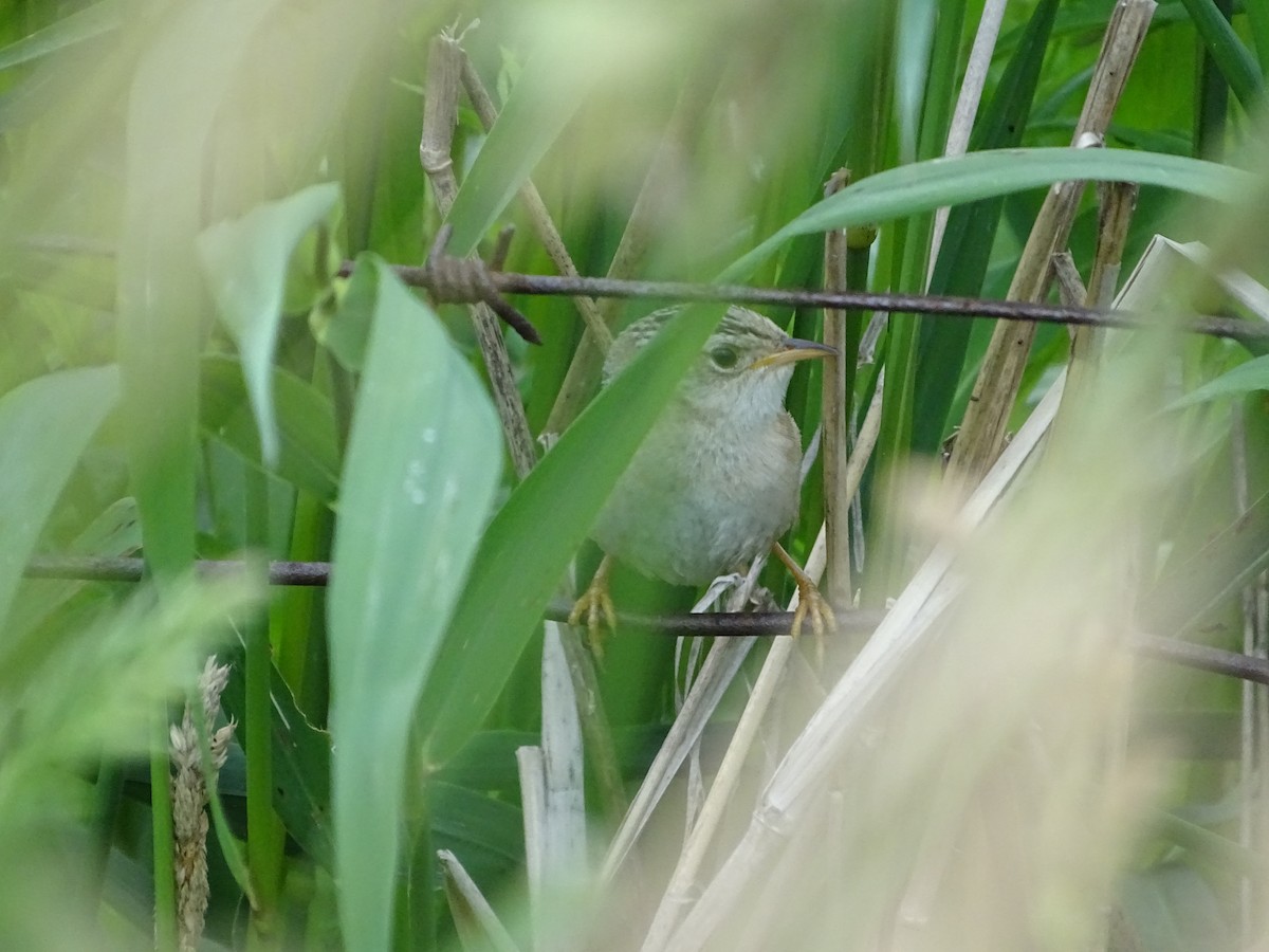Sedge Wren - ML646465245