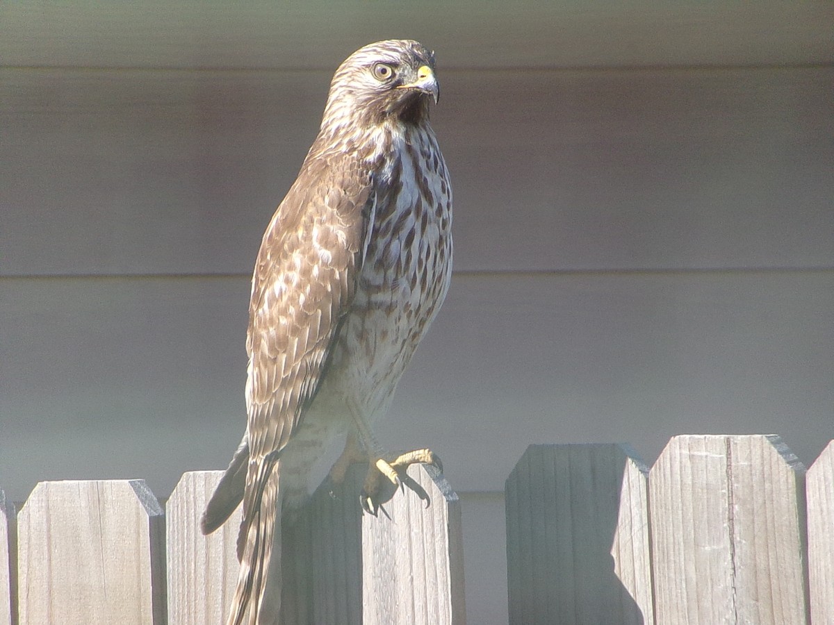 Red-shouldered Hawk - ML646465247