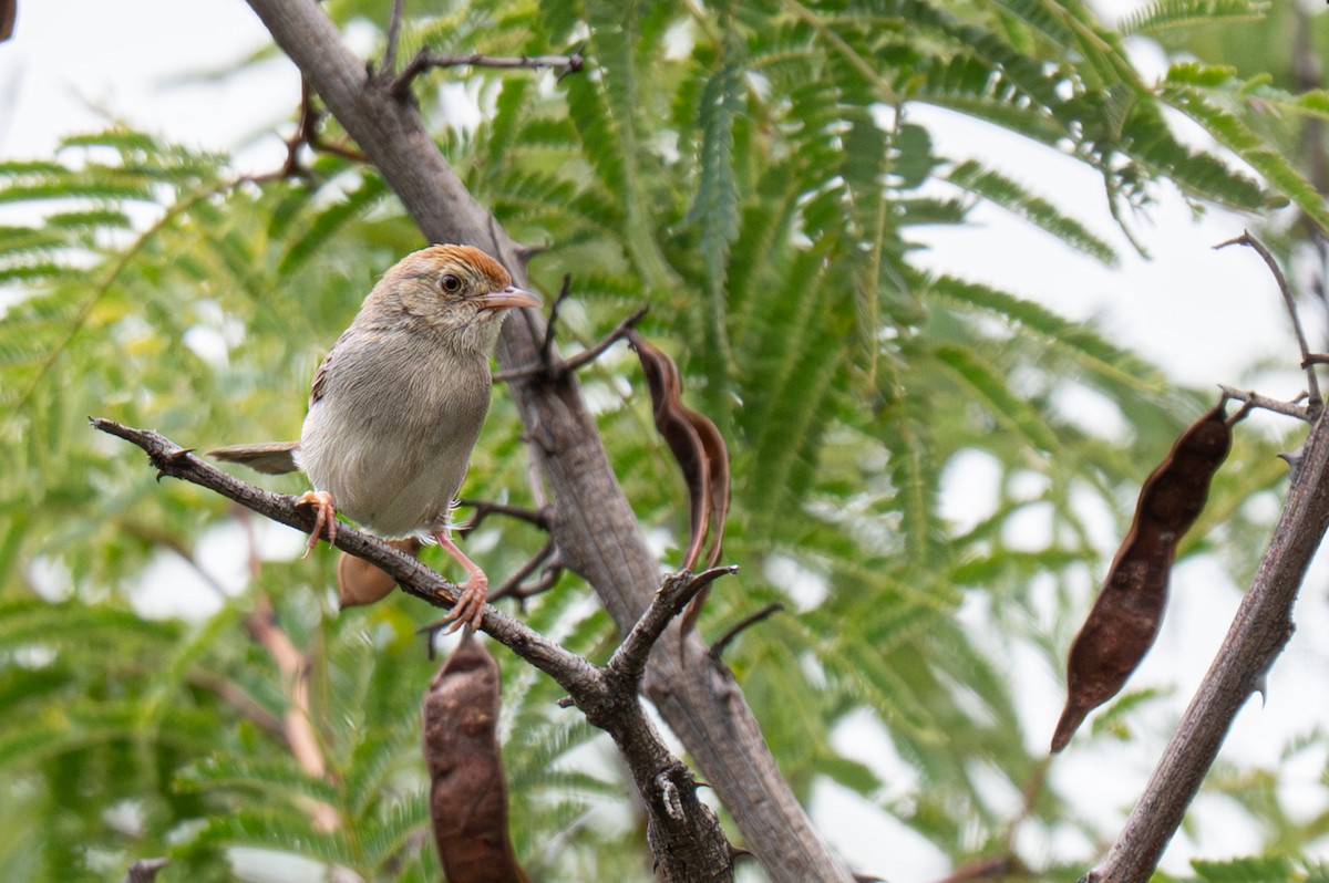 Piping Cisticola - ML646465249
