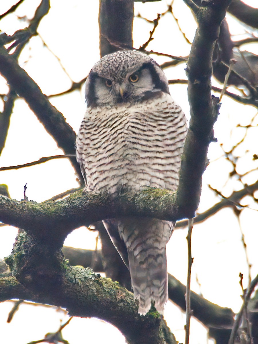 Northern Hawk Owl - ML646465252