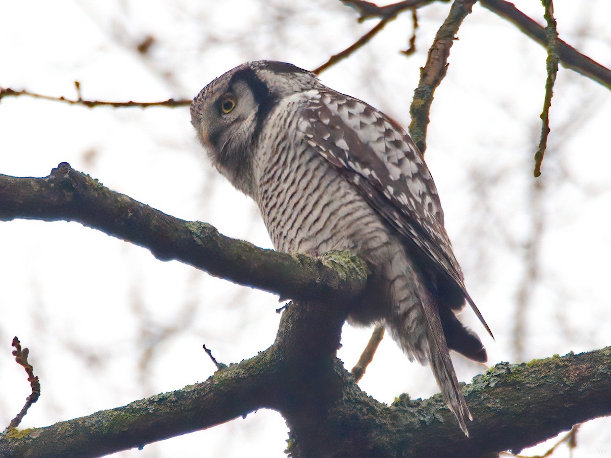 Northern Hawk Owl - ML646465254
