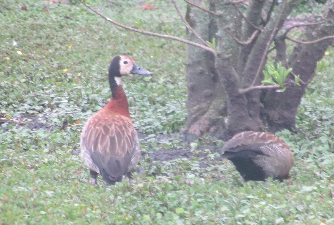 シロガオリュウキュウガモ - ML646465262