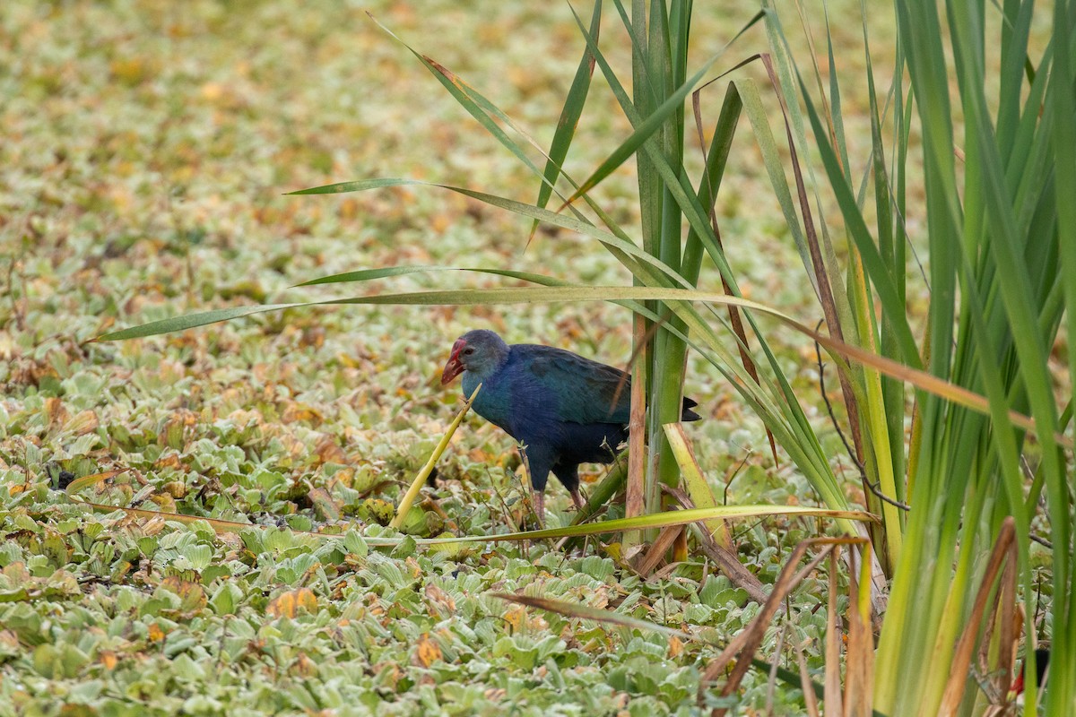 slípka šedohlavá - ML646465265