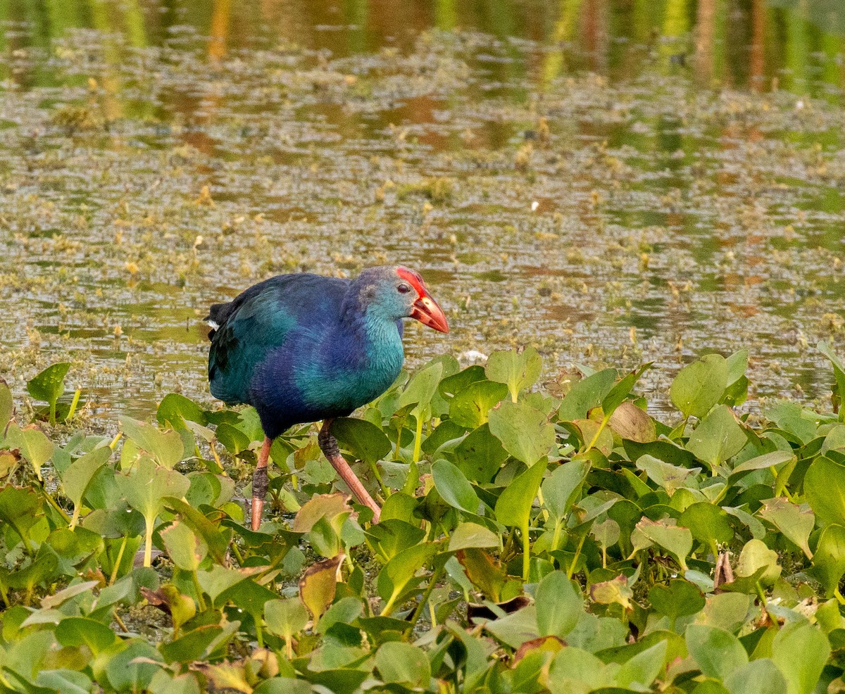 slípka šedohlavá - ML646465266