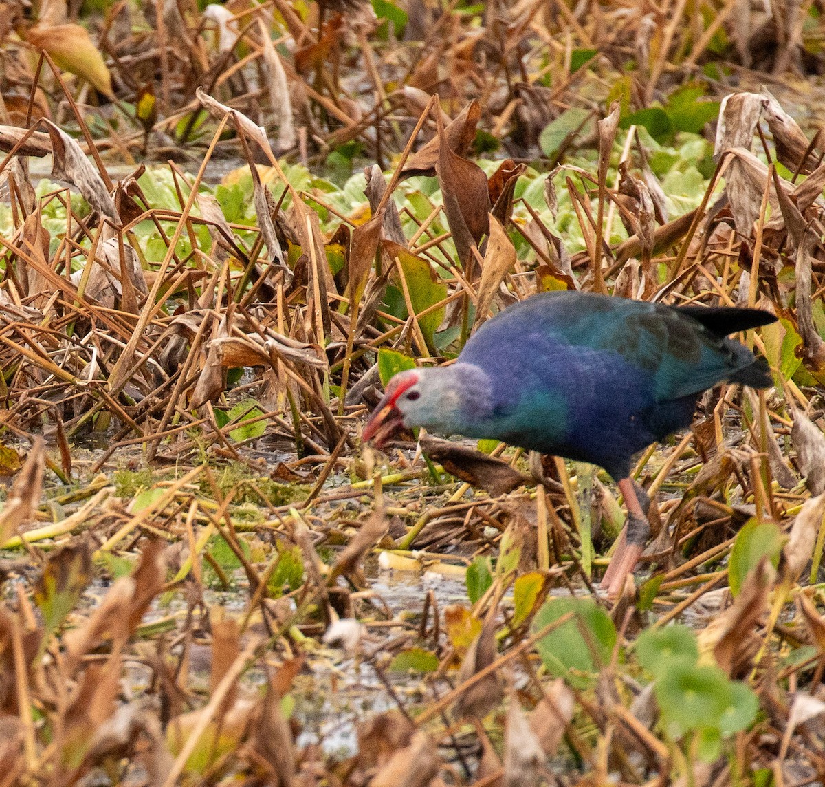 slípka šedohlavá - ML646465267