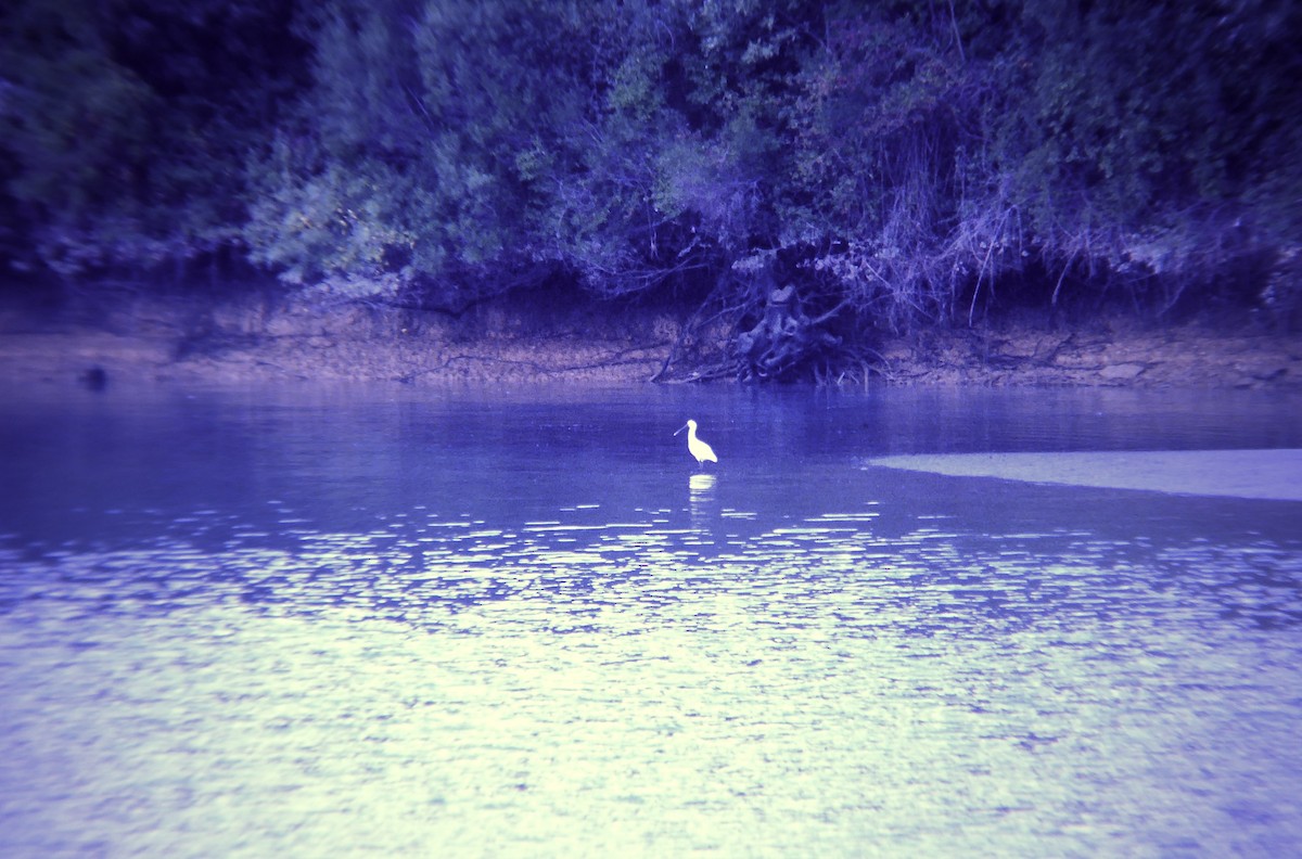 Eurasian Spoonbill - ML646465268