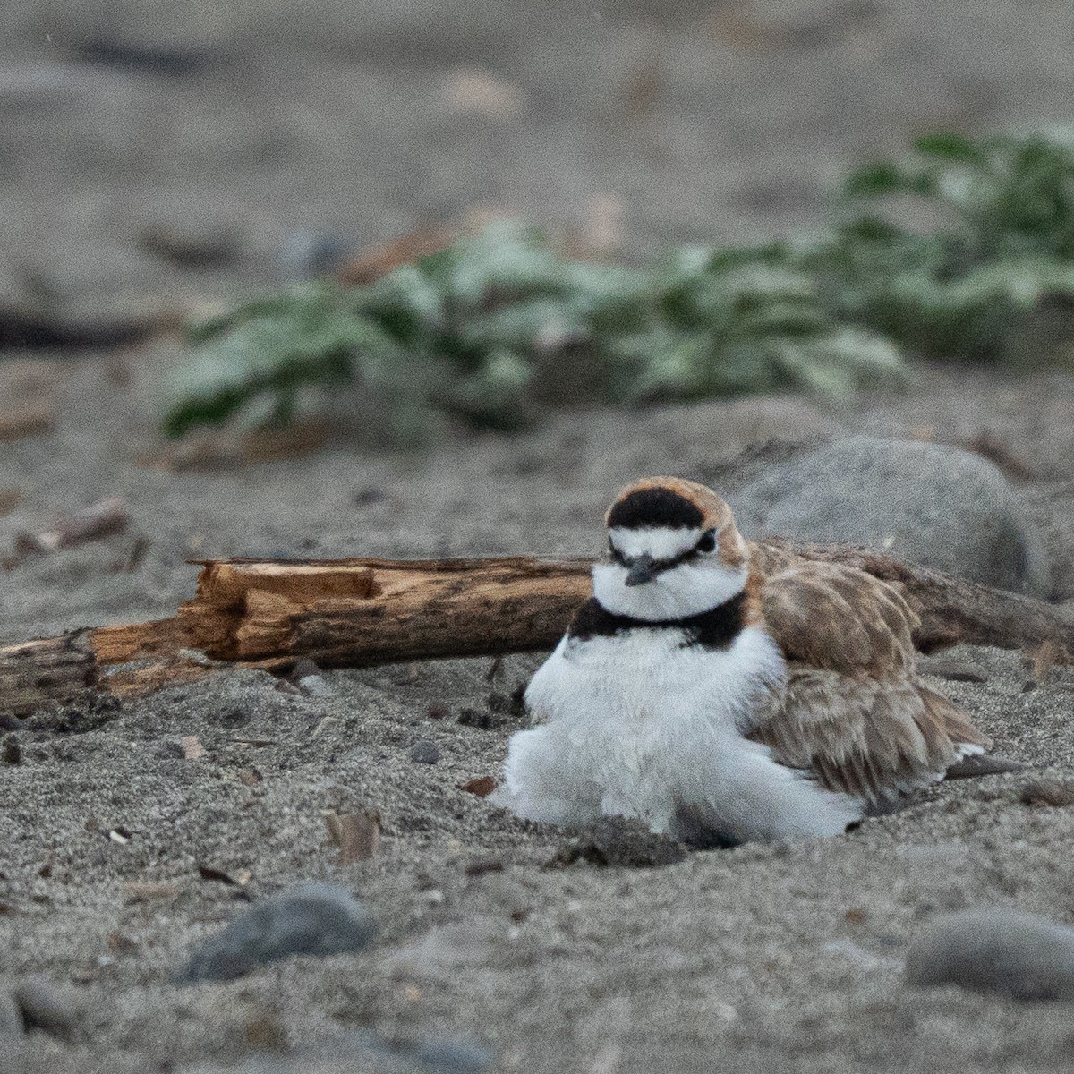 Collared Plover - ML646465274