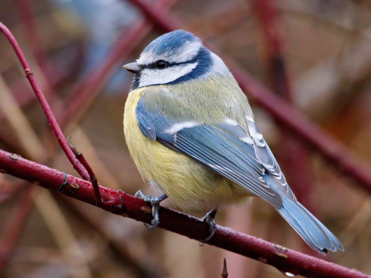 Herrerillo Común - ML646465275