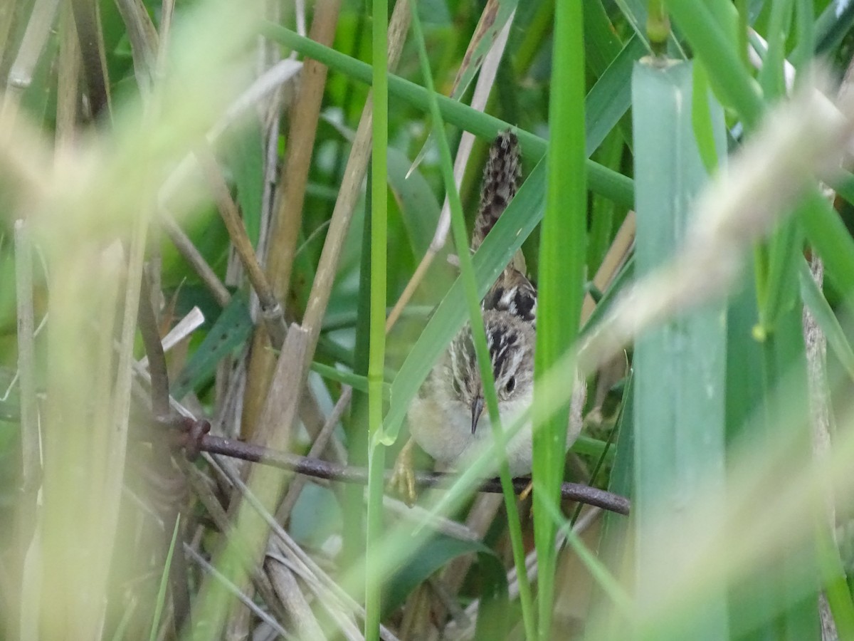 Sedge Wren - ML646465278