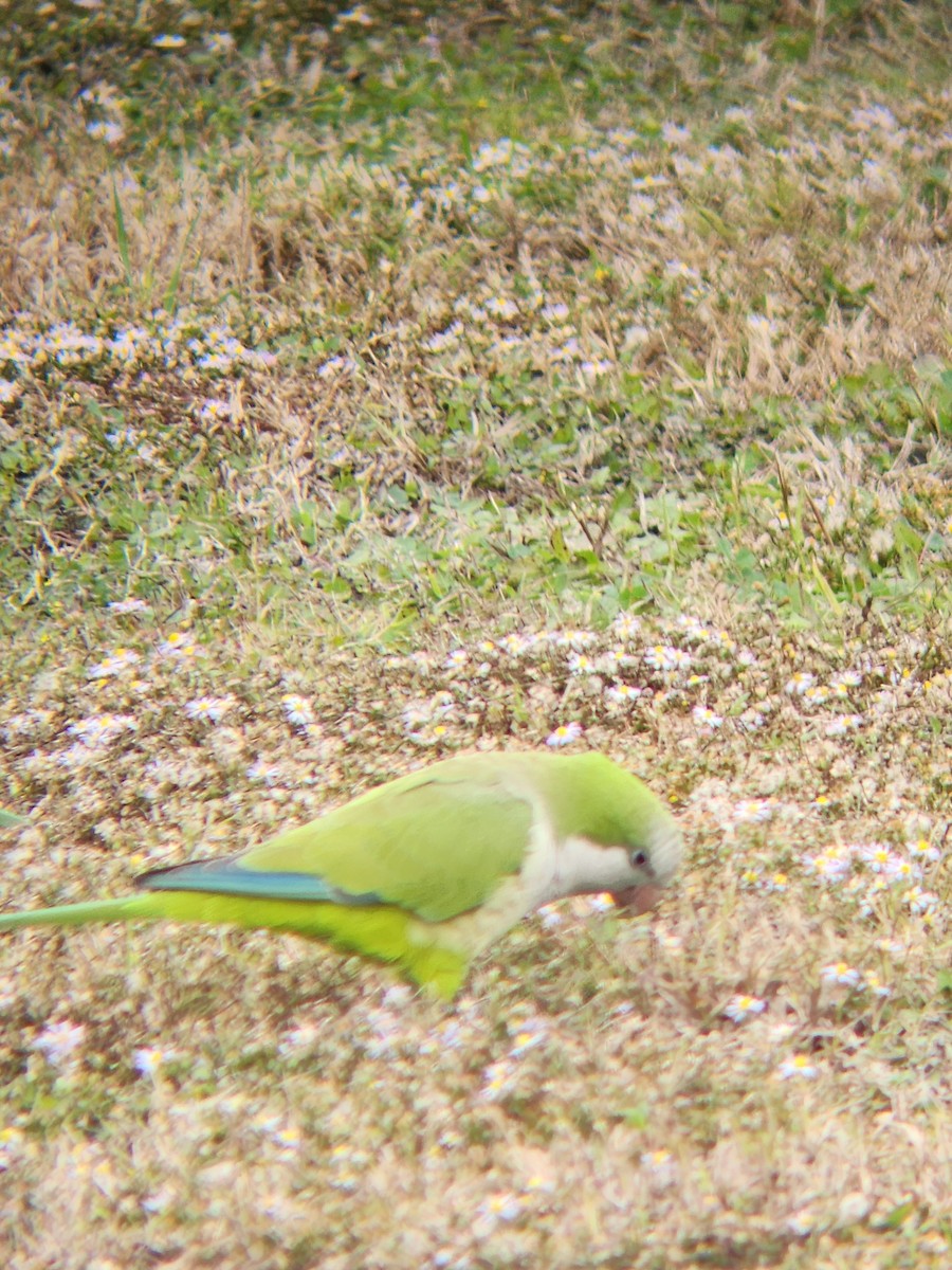 Mönchssittich - ML646465279