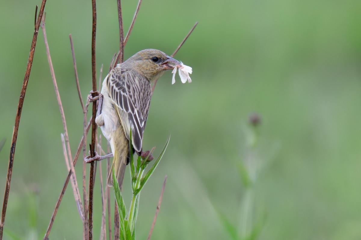 Southern Masked-Weaver - ML646465280