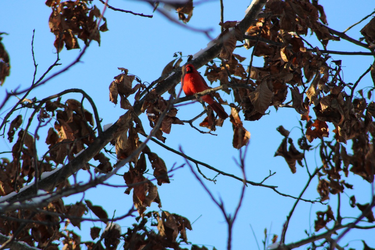 Northern Cardinal - ML646465282
