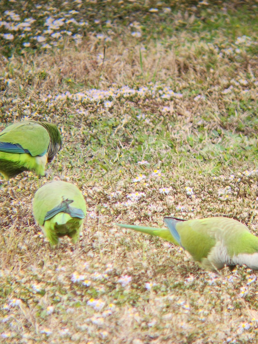 Mönchssittich - ML646465283