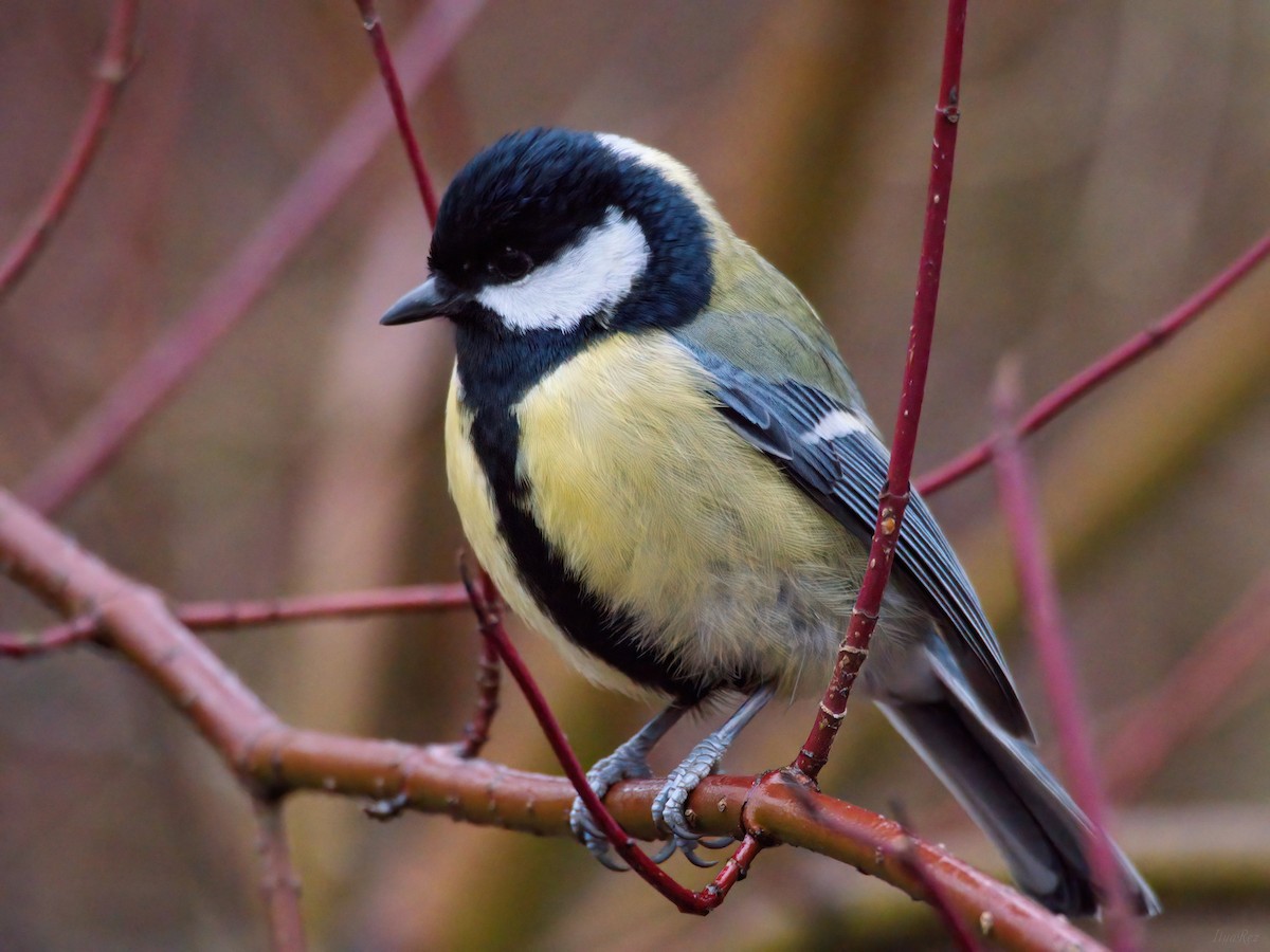 Great Tit - ML646465284