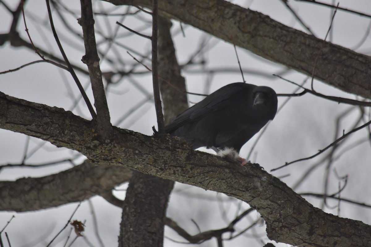 American Crow - ML646465287