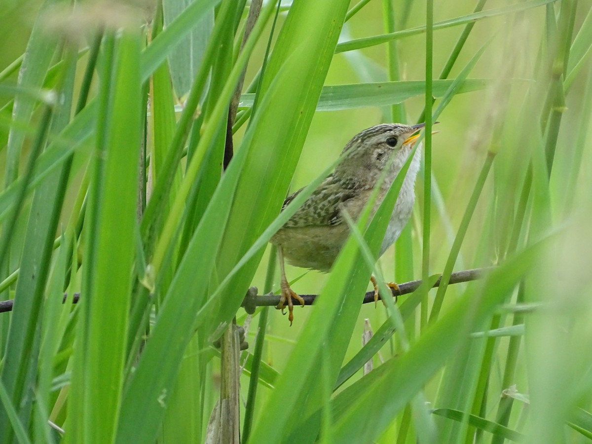 Sedge Wren - ML646465288