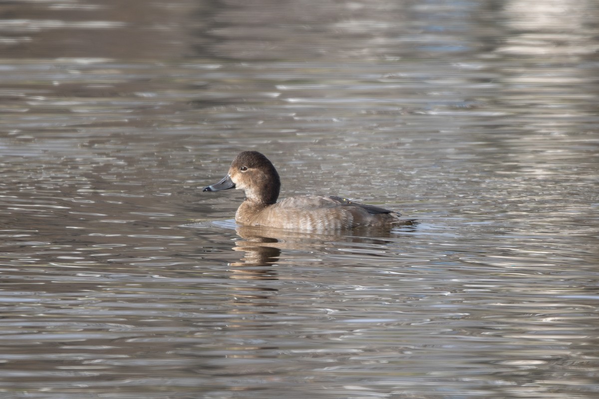 Redhead - ML646465289