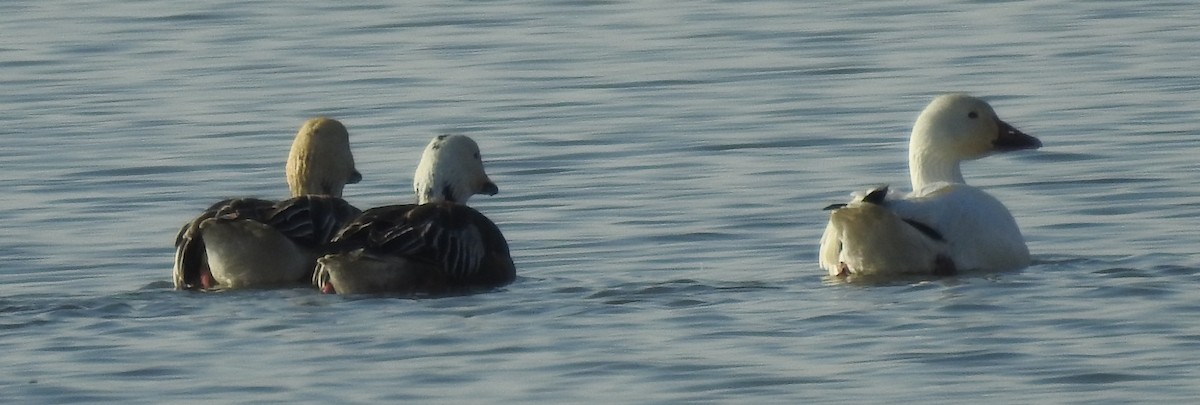 Snow Goose - ML646465291